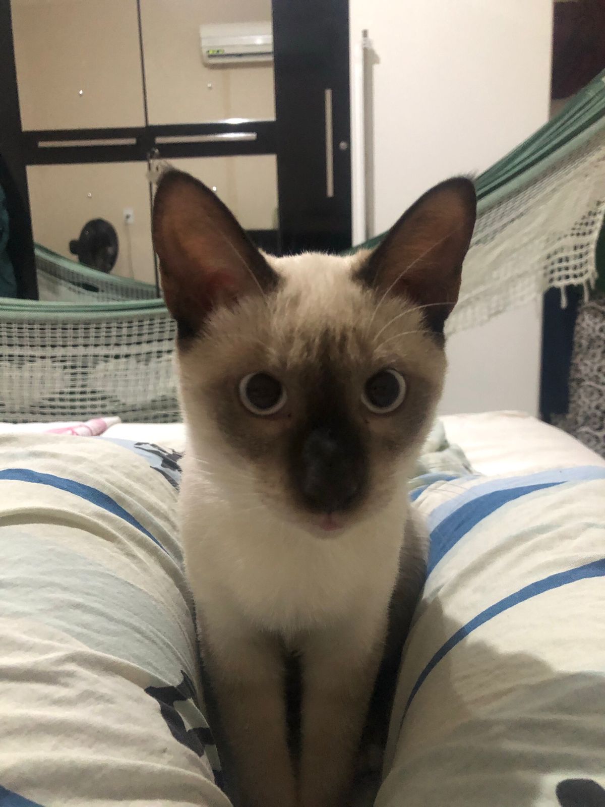 mimi